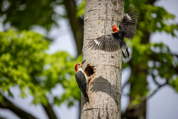 A series of photographs of the magnificent Red-bellied woodpecker from different places and different time periods