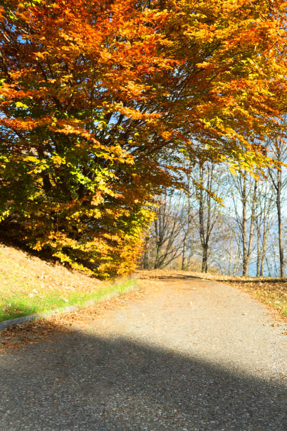 gold autumn in the mountain