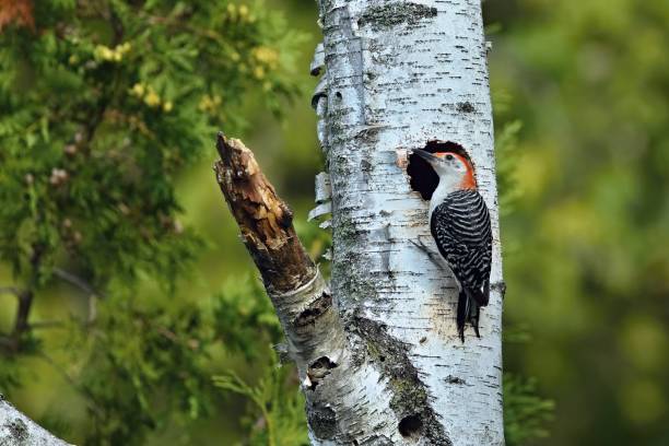 istock The red-belied woodpecker 2045714531