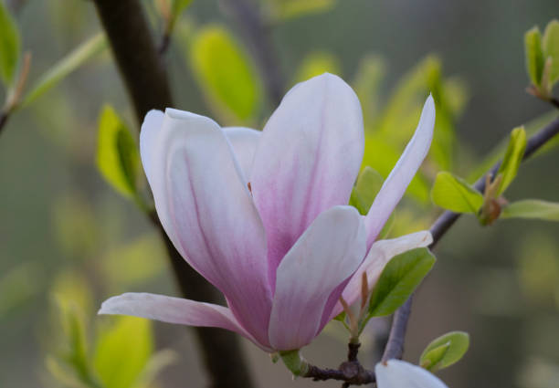 pink magnolia tree blossom in spring