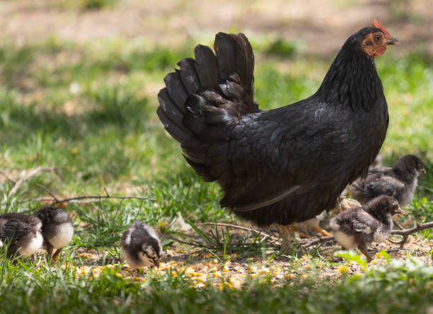 istock A hen a brood hen with chickens 2045735505