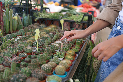 Cropped shot of woman shopping for different cactuses and succulents in flowers store. Bunch of plants in pots for sale in greenhouse market. Close up, copy space for text, background, top view.