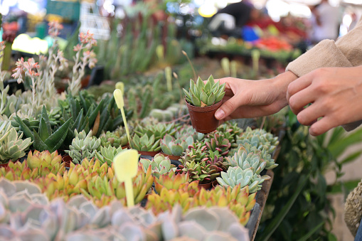 Cropped shot of woman shopping for different cactuses and succulents in flowers store. Bunch of plants in pots for sale in greenhouse market. Close up, copy space for text, background, top view.