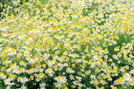 Chamomile flowers in the garden. Useful herbs and flowers. Flowerbed with wildflowers in a natural style. Piet Oudolf flower beds. Summer meadow flowers and herbs.