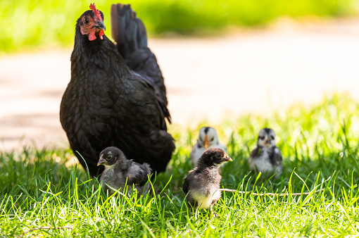Chicken family with hen and small chicks in Free Range Poultry Farm