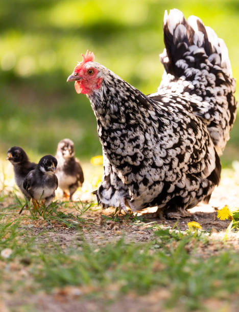 istock Clucking hen and chicks in the grass on a farm. 2045750637