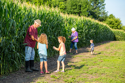 Three children checking out the corn field at Grandpa & Grandma's farm on a sunny summer day.