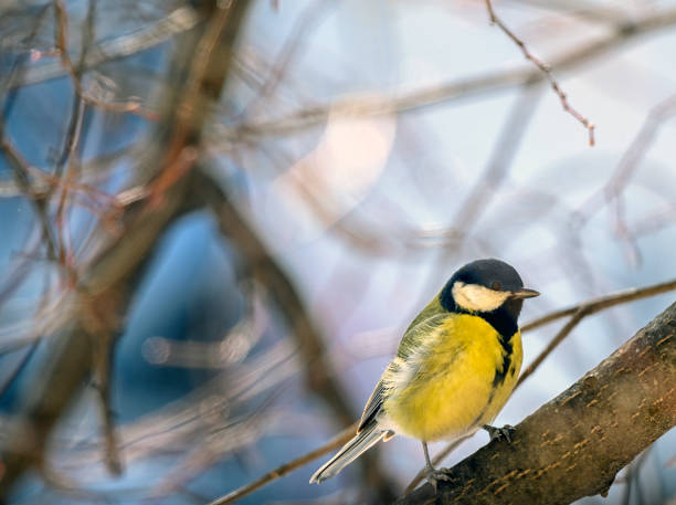 Great tit standing on a branch and looking during a golden hour in a wintry forest in Estonia, Northern Europe