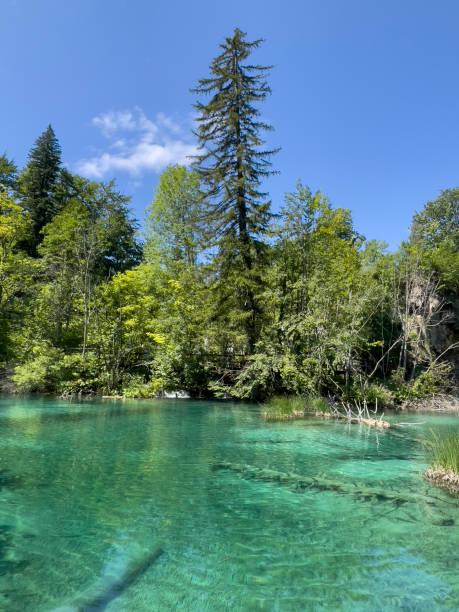 istock lake with wood in water 2045764100