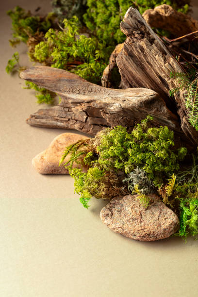 istock Abstract north nature scene with a composition of lichen, moss, and old snags. 2045770015