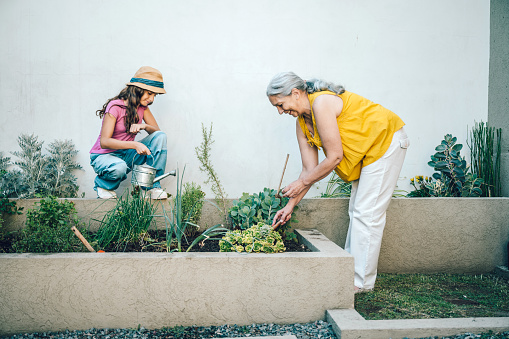 side view on  grandmother and granddaughter gardening together in front yard,