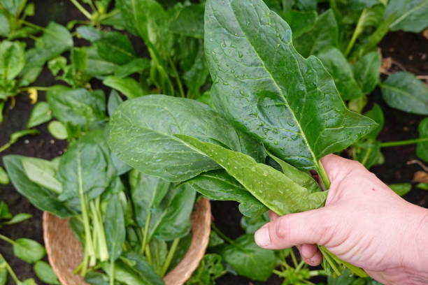 istock freshly harvested fresh spinach leaves, held by the farmer's hand. spinach leaf harvesting 2045783300