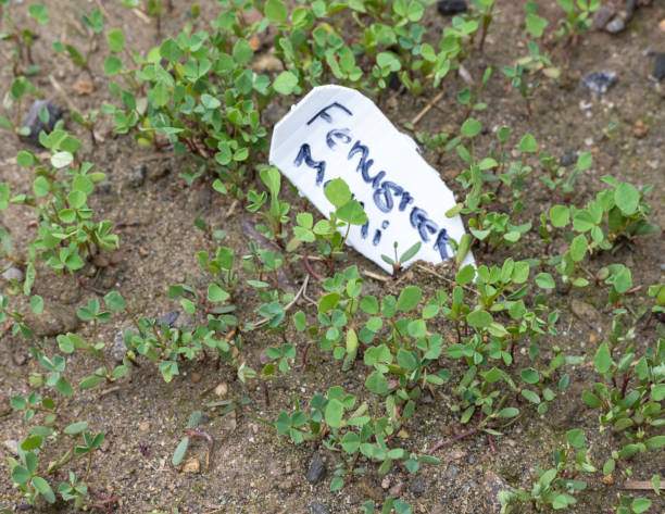 istock Fenugreek small plants growing in the soil 2045787512