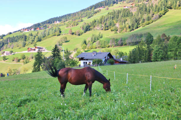 istock Horse Farming in the Dolomites 2045791480