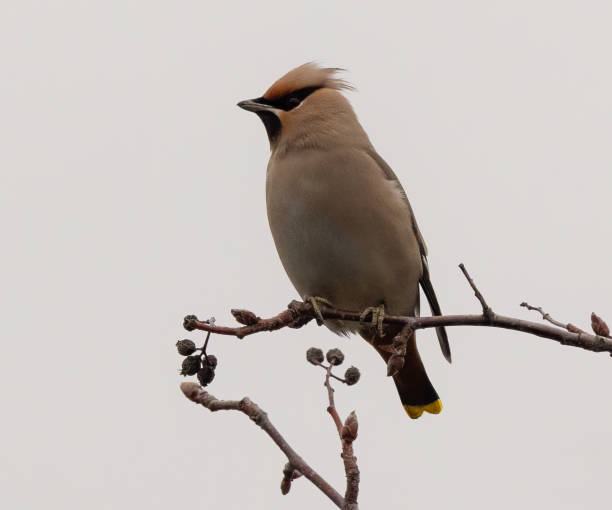 istock Waxwing bird perched on a tree branch in the foreground 2045806647
