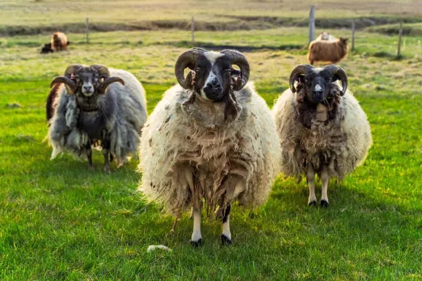 Photo of Sheeps in Kalfafell, Iceland