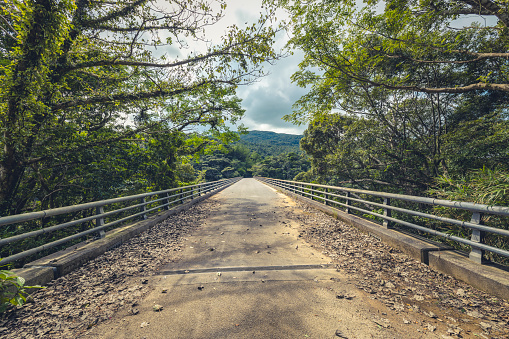 beautiful nagao jungle bridge in yanbaru-national park, okinawa island, japan.