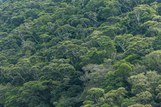 rainforest trees and nature in yanbaru-national park, okinawa, japan.