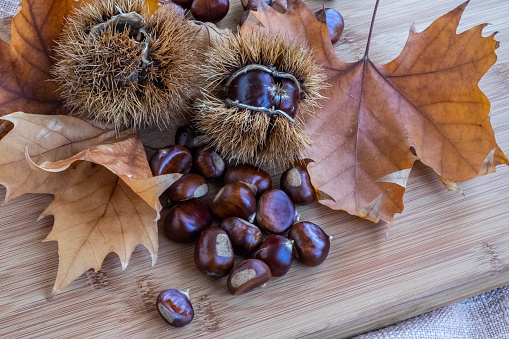 Freshly picked chestnuts