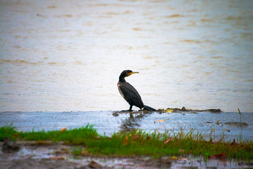 In the rhythmic rain, a Phalacrocorax species stands gracefully near the riverbank, adorned with raindrops, capturing the poetic essence of a wet avian moment.