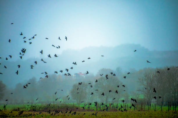 Witness the mystique as a flock of crows emerges from the fog, their avian silhouettes creating an eerie and ethereal atmosphere in the misty weather.