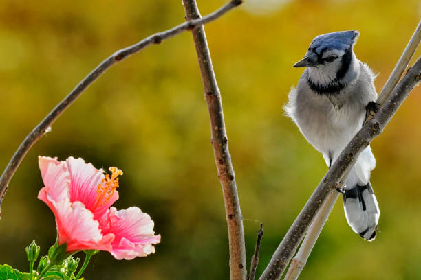istock Blue jay and hibiscus flower on a fall morning 2045865024