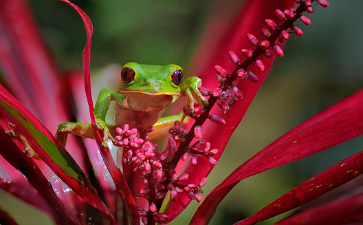 A Phyllomedusa Chaparroi frog is seen on a red flower in this photo.  The Phyllomedusa chaparroi is a species of treefrog endemic to Peru. Scientists have only seen it in two places. This frog has been observed between 537 and 650 meters above sea level.  The iris of the eye is red-brown in color with tiny, indistinct orange spots.  This is a wild frog.