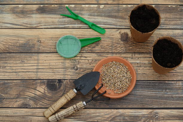 Radish seeds for sowing. Sowing tools with urban vegetable garden seedbeds.