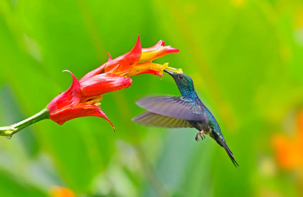 A fork-tailed woodnymph is seen taking nectar from a yellow and red flower.  The beak of the bird is in the flower.   The entire bird body can be seen with a side profile.  The wings are extended forward and are partially motion blurred.  There are orange flowers in the background.  There are water droplets on the flower.