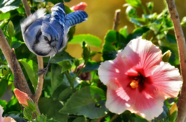istock Blue jay and hibiscus flower in a fall morning 2045866082