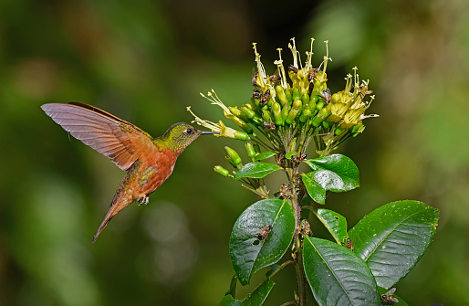 A Chestnut-breasted coronet hummingbird is seen in this photo.  The hummingbird is in flight extracting nectar from a flower.  There are many bees in on the same flower.  The wings of the bird are extended to the back and are in focus.  There is rain falling in the photo.