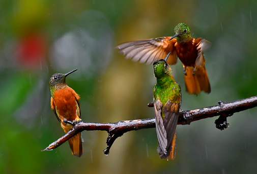 Three Chestnut-breasted coronet hummingbirds are seen in this photo.  One hummingbird is in flight near a branch where 2 others are perching.  The flying bird is trying to intimidate the perching one, as a 3rd bird looks on.  There is rain falling in the photo.