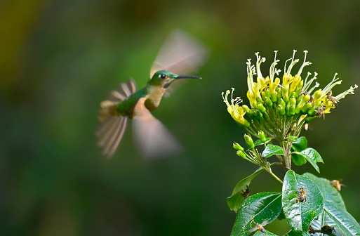 A Fawn Breasted brilliant hummingbird is seen in flight at a yellow and white flower.  The hummingbird is approaching the flower from the side.  The entire body and wings of the hummingbird are on full display.  The flower has many bees on it.  The flower and bees are in focus but the bird is motion blurred in this artistic photo.
