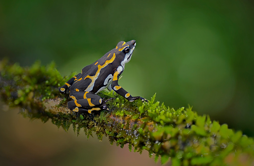 An Endangered (IUCN 3.1) Atelopus Seminiferus toad is seen on a moss covered branch. This toad is endemic to Peru. Its natural habitats are subtropical or tropical moist montane forests and rivers.  This toad is rarely seen in the wild. The pattern colors range from black to white and orange.  This toad is only 5 cm long.  In this photo the frog is wild.