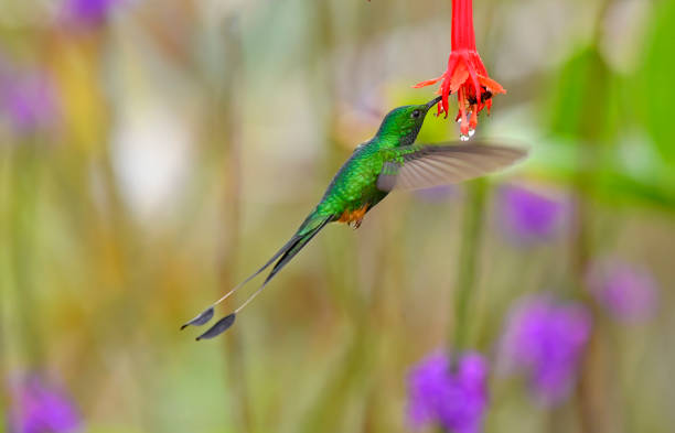 istock Peruvian racket-tail extracting nectar from a red flower in a flower garden 2045869172