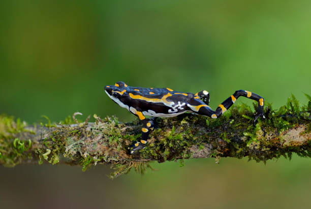 Endangered and threatened Atelopus seminiferus toad on a moss covered branch