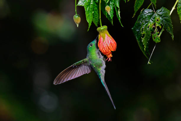 istock A long-tailed sylph perching on a Redvein Chinese lantern flower 2045869690