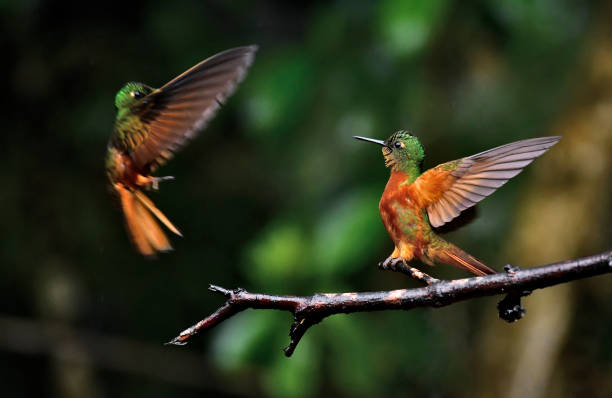 istock Chestnut-breasted coronet fighting in the rain for a perching spot 2045870718