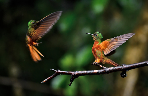 Two Chestnut-breasted coronet hummingbirds are seen in this photo.  One hummingbird is in flight near a branch.  A Chestnut-breasted coronet is upset at the other.   The wings of the Chestnut-breasted Coronet are open wide as are the tail, in a show of intimidation.  The bird in flight is motion blurred.