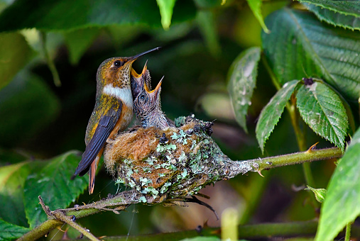 A Magenta throated woodstar hummingbird in seen on the nest edge with 2 chicks.  Both chicks are raised up high in the nest hoping to be fed by the mother.  The colors on the mother are vibrant green, gold, orange, purple, red, black, shite and many other shades.  The feathers on the young chicks are not grown.  The bare skin is visible on the chicks.