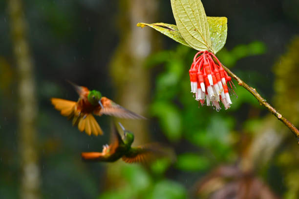 Two Chestnut-breasted coronet hummingbirds are seen fighting for territory in this photo.     The wings of the Chestnut-breasted Coronets are open wide as are the tails, in a show of intimidation.  There is rain falling in the photo.  The birds motion blurred, while the rain covered flower they are fighting for is in full focus and dripping water droplets.