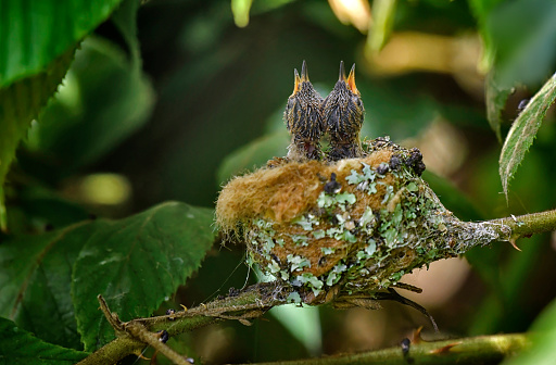 2 Magenta throated woodstar hummingbird chicks are seen in the nest.  Both chicks are looking up with their mouths open, hoping to be fed by the mother.  The feathers on the young chick are not grown.  The bare skin is visible on the chick.  Their eyes are only partially open.