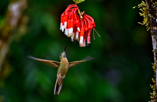 A Fawn Breasted brilliant hummingbird is seen in flight at a red and white flower.  The hummingbird is approaching the flower from the bottom.  The entire belly and wings of the hummingbird are on full display.  The flower has many water droplets hanging from the bottom of the petals.  Rain can be seen falling in the blurry background.