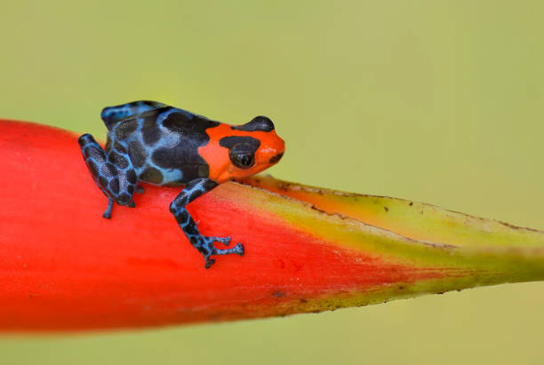 istock Vulnerable Blessed poison frog, Ranitomeya Benedicta 