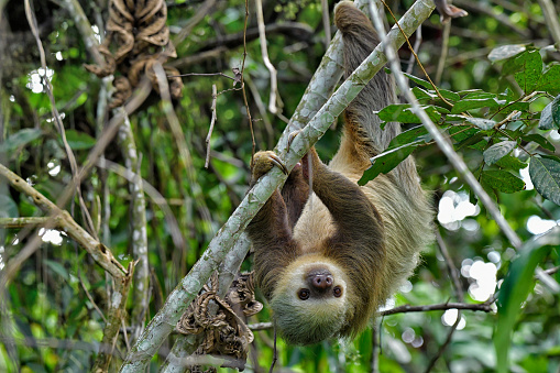 A wild Hoffmann's two-toed sloth is seen hanging from a tree during the day.  The whole body and front claws are clearly visible, the eyes are wide open and looking at the camera.  The head has a natural greenish tint.  This sloth was photographed in its natural environment.  It is completely wild.