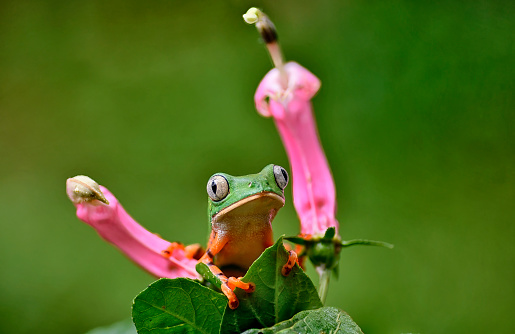 Tree frog taken in yungas region of Salta province