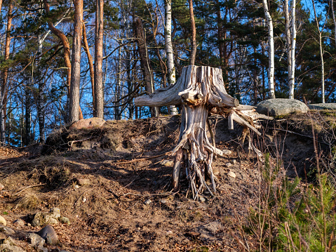 Amidst the rugged remains of a collapsed coastline, a solitary tree stands firm, its exposed roots intertwining with the eroded earth, a testament to nature's resilience and enduring strength