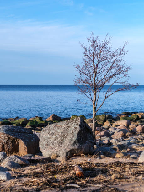Against the rugged backdrop of Veczemju Klintis' rocky beach, a solitary tree stands tall, its roots anchored firmly amidst the coastal boulders, a symbol of resilience and perseverance in the face of harsh coastal elements.
