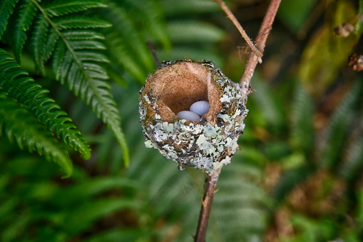 A Magenta throated woodstar hummingbird nest with 2 eggs.  The nest opening is less than the diameter of an American quarter.  The nest is made of tree moss.  The moss is found at the same altitude of 7200 feet as the nest.   The eggs are less than 1/2 inch long.