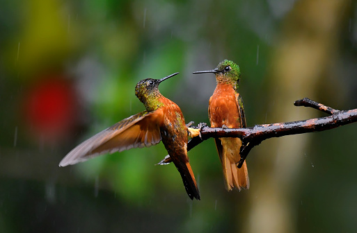 Two Chestnut-breasted coronet hummingbirds are seen in this photo.  One hummingbird has just landed on a branch.  A Chestnut-breasted coronet is upset at the other.   The wings of the Chestnut-breasted Coronet are open wide in a show of intimidation.  There is rain falling in the photo.